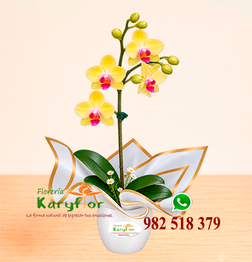 orquídea amarilla