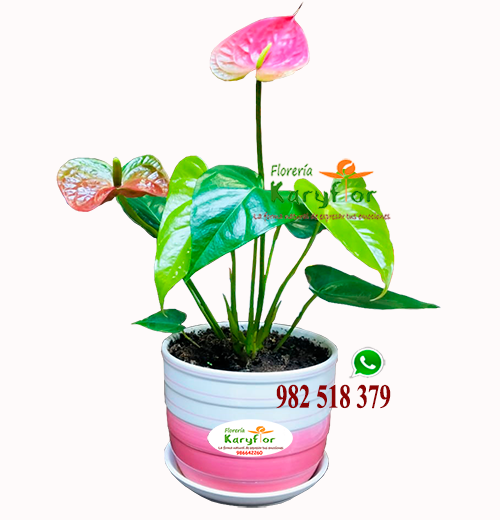 Anturio Rojo<BR>Planta Interior<BR>AN_003